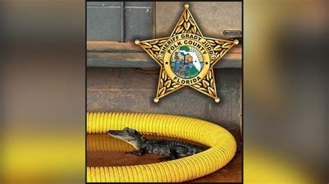 Baby alligator found in softball dugout at Florida school
